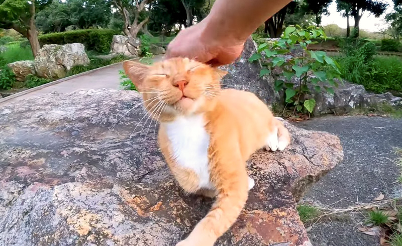 撫でられる猫