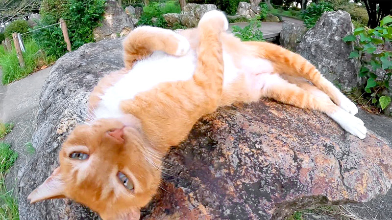 無防備な猫