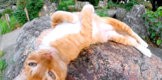 無防備な猫