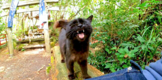 神社で迎えてくれた猫