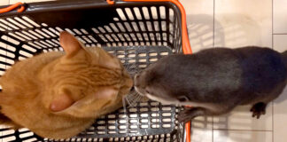 買い物カゴが気になる猫のカワウソ