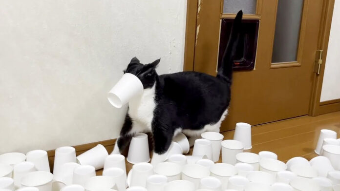 紙コップと猫