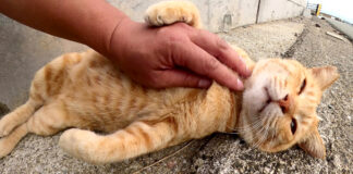 ナデナデされる猫