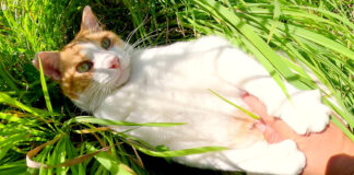 草のベッドで寝転がる猫