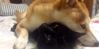 猫が大好きな犬
