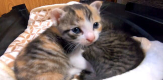 眠たい子猫