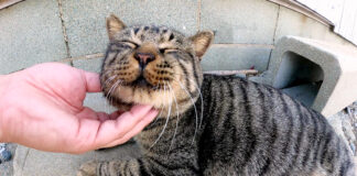 撫でられる猫