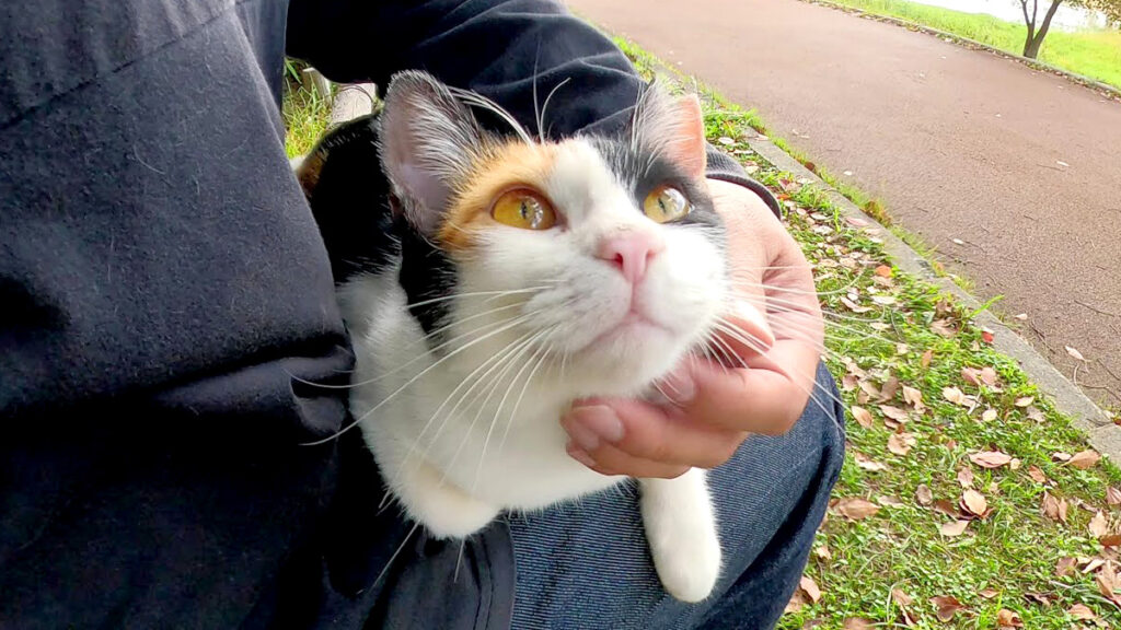 膝の上に乗ってきた三毛猫が、喉をゴロゴロと鳴らしながらくつろぐ様子