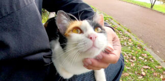 膝の上の猫