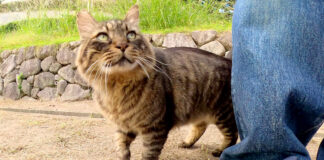 モフモフされに来た猫