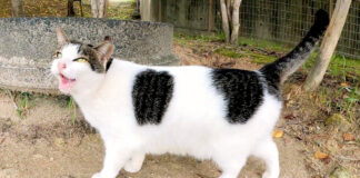 モフモフされたい猫