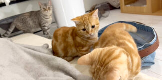 毛布が気になる子猫達