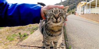 撫でられる猫