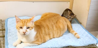 先住猫と子猫