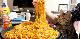 ナポリタンが気になる猫