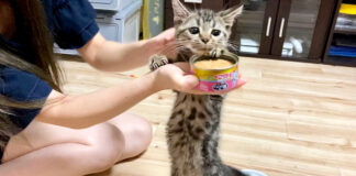 猫缶に大興奮の子猫
