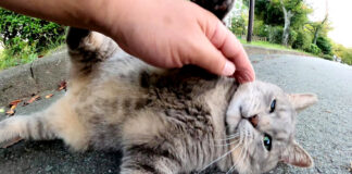 お腹を見せる猫