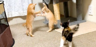 はしゃぐ子猫達