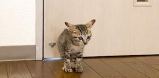 突然怒り出す子猫