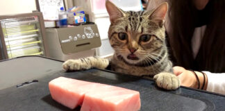 大トロが食べたい猫