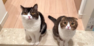 お出迎えする猫達