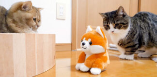 喋る柴犬に驚く猫達
