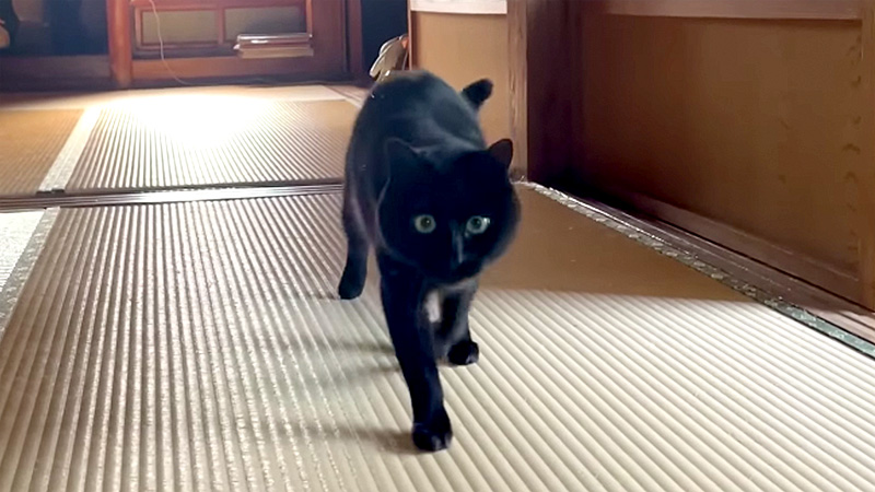 駆け寄ってくる猫