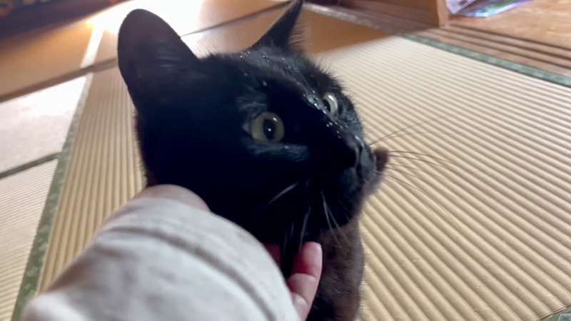 撫でられる猫