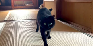 駆け寄ってくる猫