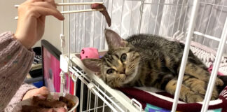 ステーキに大興奮の子猫
