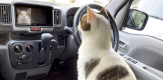 車内を探検する猫