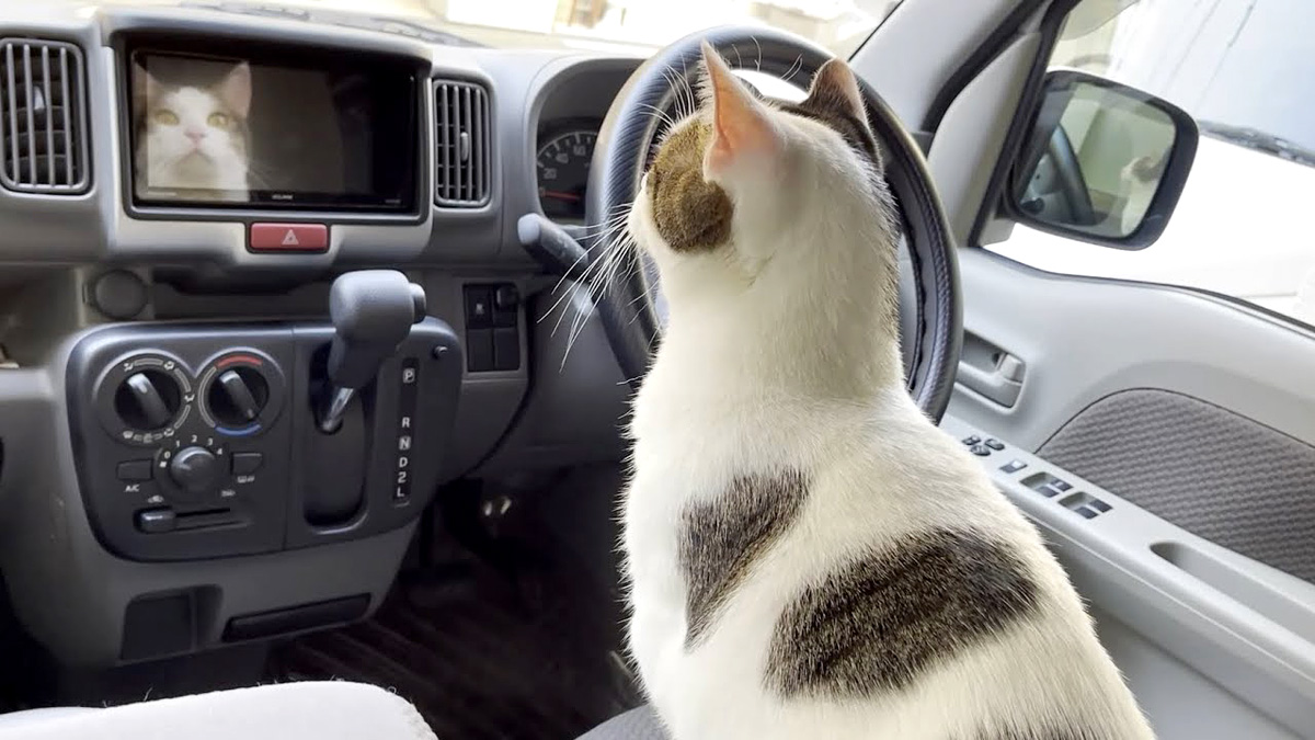 車内を探検する猫