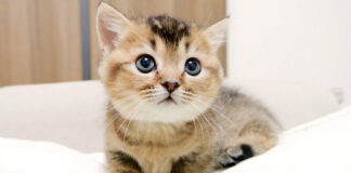 見渡す子猫