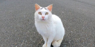 駐車場で出会った猫