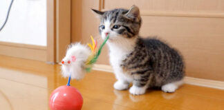 オモチャが気になる子猫