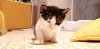 オモチャで遊びたい子猫