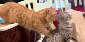 ケンカを止める猫