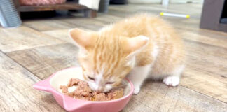 ご飯を食べる子猫