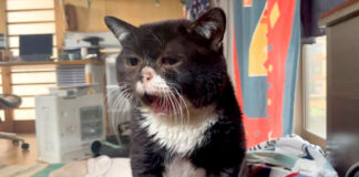 話しかける猫
