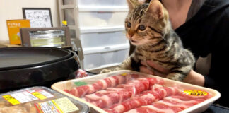 焼肉が気になる猫