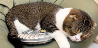 湯たんぽに夢中の猫