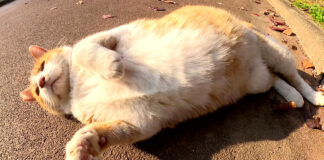 甘えん坊な猫