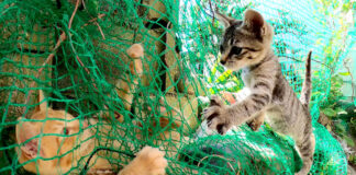 兄弟を助け出そうとする子猫
