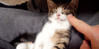 子猫を触る