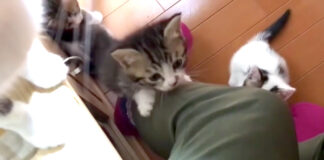 よじ登る子猫