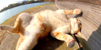 転がる猫