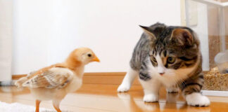 ヒヨコと子猫