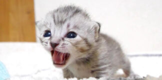 大きな声で鳴く子猫