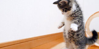 ペットボトルキャップに戦いを挑む子猫