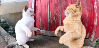ボクシングする猫達